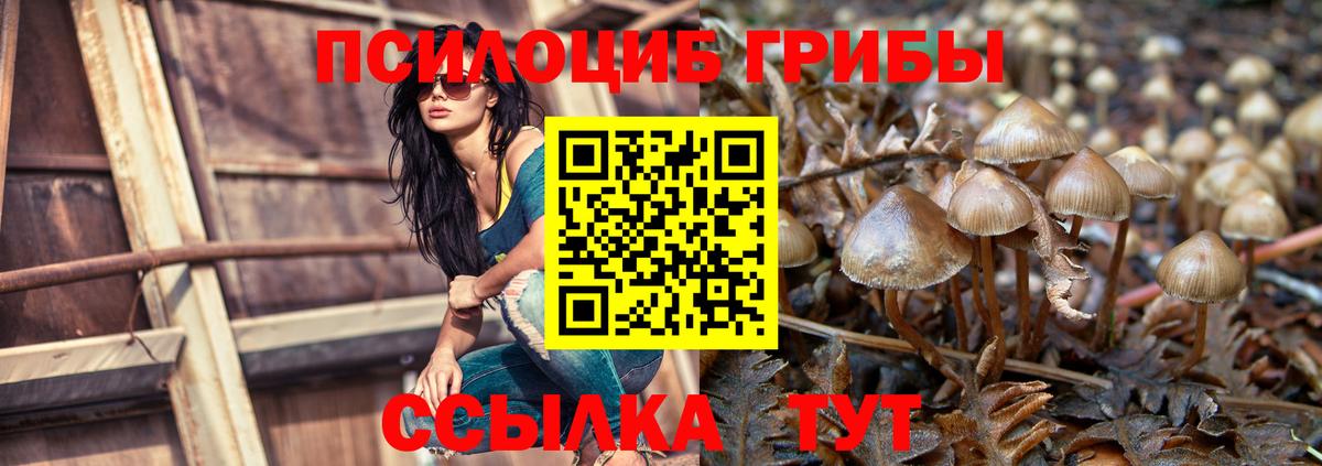 Галлюциногенные грибы Psilocybine cubensis Ковров